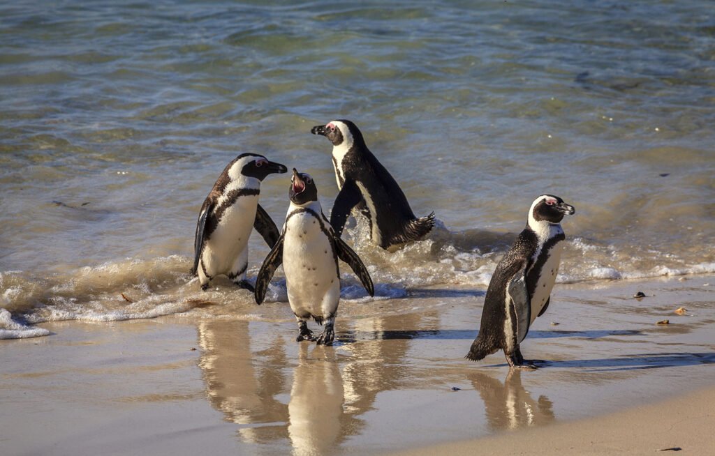 Penguins-Boulder-Beach-Capetown Penguins-Boulder-Beach-Capetown