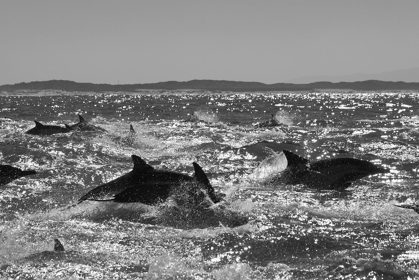 group of long-beaked common dolphins, Delphinus capensis, swimming along the north coast of False Bay, South Africa, Atlantic Ocean group of long-beaked common dolphins, Delphinus capensis, swimming along the north coast of False Bay, South Africa, Atlantic Ocean