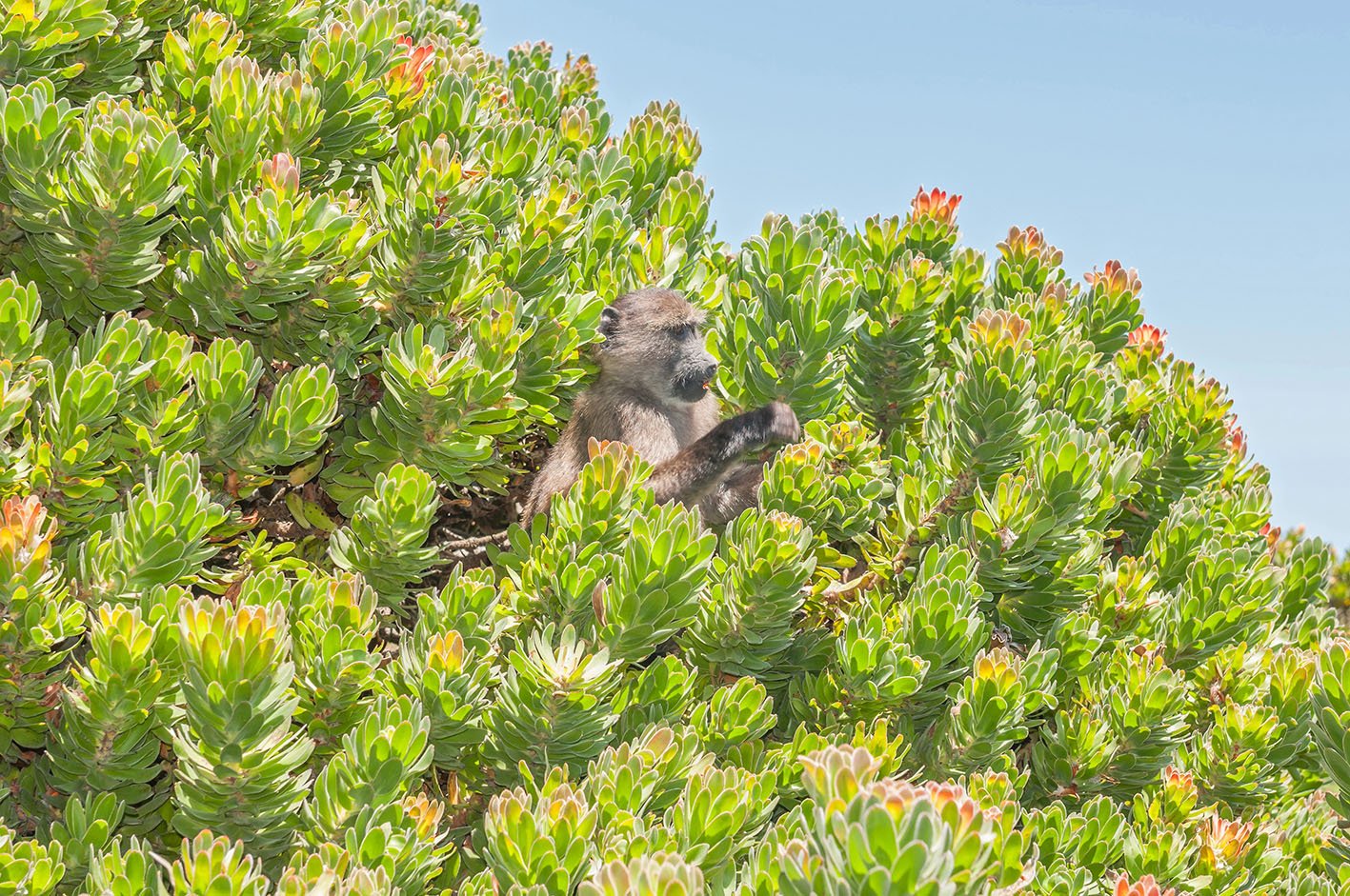 Chacma baboon in a protea shrub Chacma baboon (Papio ursinus), also known as the Cape baboon, in a protea shrub at Cape Point in the Table Mountain National Park in Cape Town, South Africa.