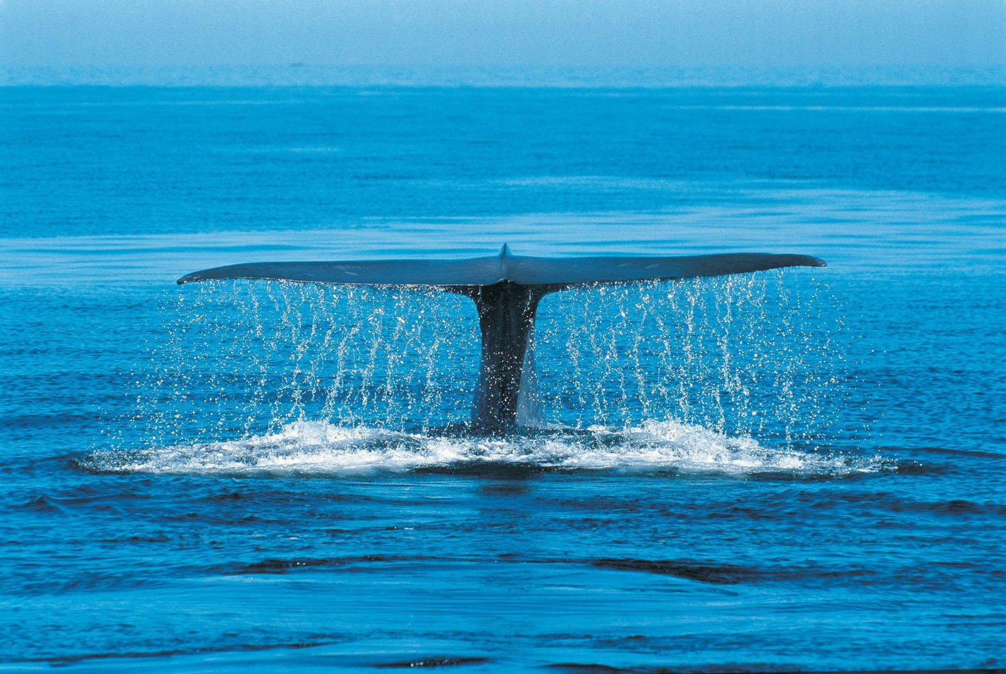 generic-whale-tail generic-whale-tail